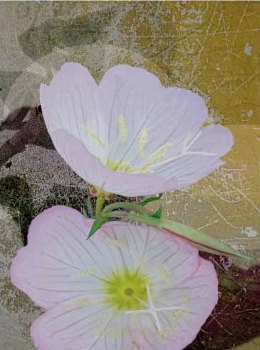 佐藤ケンジ個展-花之写画帳-